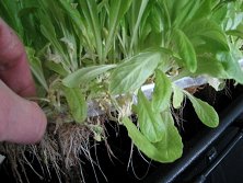 Aeroponic Chamber BLA - add-on